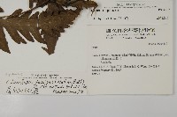 屏東擬肋毛蕨藏品圖，第2張