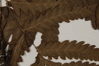 屏東擬肋毛蕨藏品圖，第4張