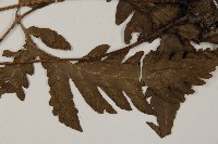 屏東擬肋毛蕨藏品圖，第5張