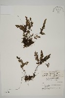 長尾鐵線蕨藏品圖，第1張