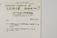 長尾鐵線蕨藏品圖，第2張