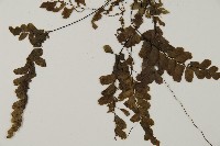 長尾鐵線蕨藏品圖，第3張