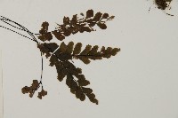 長尾鐵線蕨藏品圖，第4張