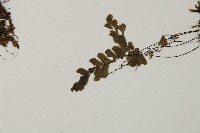 長尾鐵線蕨藏品圖，第5張