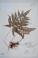 斜方複葉耳蕨藏品圖，第1張