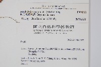 斜方複葉耳蕨藏品圖，第2張