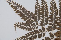 斜方複葉耳蕨藏品圖，第4張