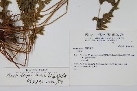 天草鳳尾蕨藏品圖，第2張