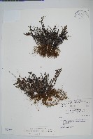 細葉碎米蕨藏品圖，第1張