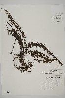 鞭葉鐵線蕨藏品圖，第1張