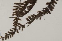 鞭葉鐵線蕨藏品圖，第3張