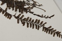 鞭葉鐵線蕨藏品圖，第4張