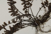 鞭葉鐵線蕨藏品圖，第5張