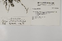 旱蕨藏品圖，第2張