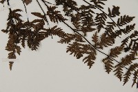 旱蕨藏品圖，第3張