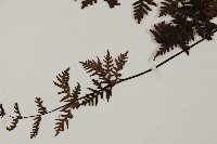 旱蕨藏品圖，第4張