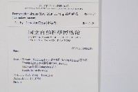 細毛碗蕨藏品圖，第2張