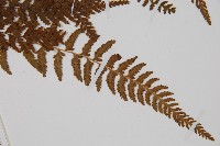 細毛碗蕨藏品圖，第3張