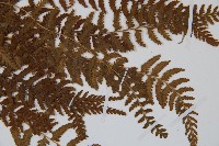 細毛碗蕨藏品圖，第4張