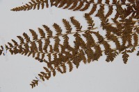 細毛碗蕨藏品圖，第5張