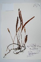 石葦藏品圖，第1張