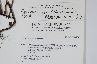 石葦藏品圖，第2張