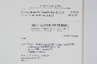 槭葉石葦藏品圖，第2張