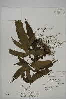 紫柄三叉蕨藏品圖，第1張