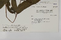 紫柄三叉蕨藏品圖，第2張