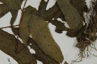 紫柄三叉蕨藏品圖，第4張