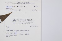 細柄雙蓋蕨藏品圖，第2張