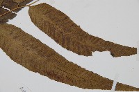 細柄雙蓋蕨藏品圖，第3張