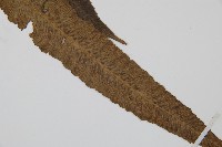 細柄雙蓋蕨藏品圖，第4張