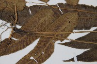 細柄雙蓋蕨藏品圖，第5張