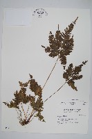 翅柄鳳尾蕨藏品圖，第1張