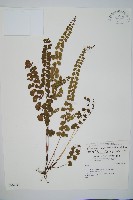 圓葉陵齒蕨藏品圖，第1張