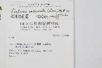 圓葉陵齒蕨藏品圖，第2張