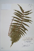 密毛毛蕨藏品圖，第1張