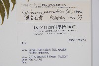 密毛毛蕨藏品圖，第2張