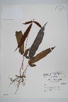 新月蕨藏品圖，第1張