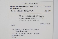 新月蕨藏品圖，第2張