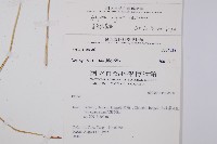 蓬萊蹄蓋蕨藏品圖，第2張