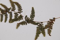 蓬萊蹄蓋蕨藏品圖，第3張