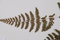 蓬萊蹄蓋蕨藏品圖，第4張