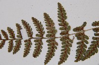 蓬萊蹄蓋蕨藏品圖，第5張