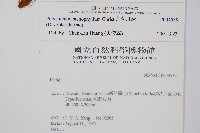 芽胞耳蕨、芽孢耳蕨藏品圖，第2張