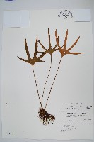 槭葉石葦藏品圖，第1張