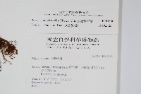 槭葉石葦藏品圖，第2張