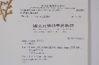 疏葉卷柏藏品圖，第2張