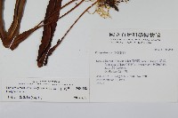 粵瓦葦藏品圖，第2張